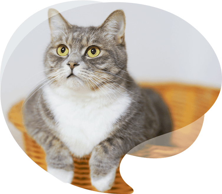 Aufrichtige Haustierprodukte Co., Ltd.